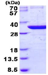 SDS-PAGE - Recombinant Human THG1L protein (AB131686)