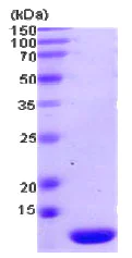 SDS-PAGE - Recombinant human Thioredoxin 2 protein (Tag Free) (AB78845)