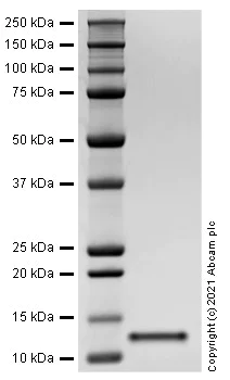 SDS-PAGE - Recombinant Human Thioredoxin / TRX protein (AB283443)