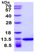SDS-PAGE - Recombinant human Thioredoxin / TRX protein (Active) (AB51064), expandable thumbnail