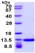 SDS-PAGE - Recombinant human Thioredoxin / TRX protein (Active) (AB51064)