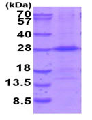 SDS-PAGE - Recombinant Human THOC7 protein (AB202166), expandable thumbnail