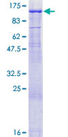 SDS-PAGE - Recombinant Human THRAP5 protein (GST tag N-Terminus) (AB132365)