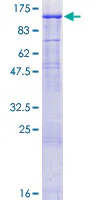SDS-PAGE - Recombinant Human THRAP5 protein (GST tag N-Terminus) (AB132365)