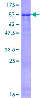 SDS-PAGE - Recombinant Human THSD4 protein (GST tag N-Terminus) (AB164147)