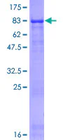SDS-PAGE - Recombinant Human THSD4 protein (GST tag N-Terminus) (AB164147)