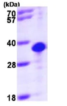 SDS-PAGE - Recombinant Human THTPA protein (His tag N-Terminus) (AB98233)