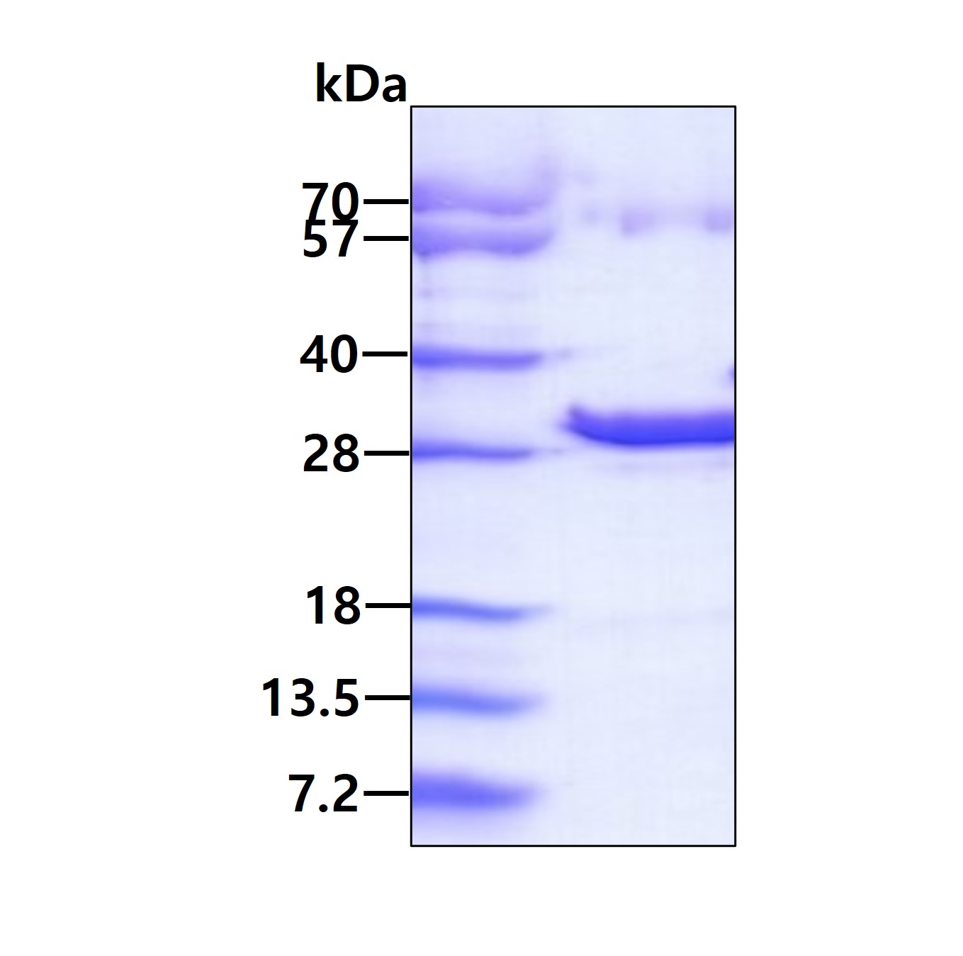 SDS-PAGE - Recombinant Human Thymidine Kinase 2 protein (AB130043), expandable thumbnail