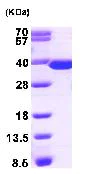 SDS-PAGE - Recombinant Human Thymidylate Synthase protein (His tag N-Terminus) (AB95378)
