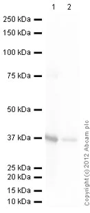 Western blot - Recombinant Human Thymidylate Synthase protein (His tag N-Terminus) (AB95378)