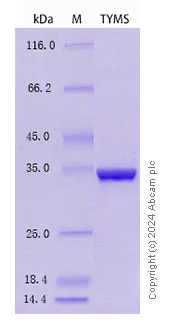 SDS-PAGE - Recombinant Human Thymidylate Synthase Protein Standard (His tag) (AB316547)