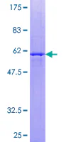 SDS-PAGE - Recombinant Human Thyrotropin Releasing Hormone (TRH) protein (GST tag N-Terminus) (AB159747)