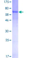 SDS-PAGE - Recombinant Human Thyroxine Binding Globulin protein (GST tag N-Terminus) (AB152725)