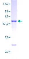 SDS-PAGE - Recombinant Human TIA1 protein (GST tag N-Terminus) (AB131879)