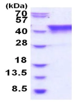 SDS-PAGE - Recombinant Human TIAL1 protein (His tag N-Terminus) (AB187470)