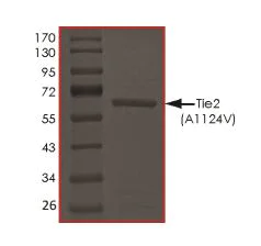 SDS-PAGE - Recombinant human TIE2 (mutated A1124V) protein (Active) (AB269044)
