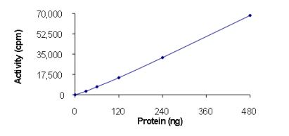 Functional Studies - Recombinant human TIE2 (mutated L914F) protein (Active) (AB269046)