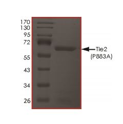 Recombinant human TIE2 (mutated P883A) protein (Active)