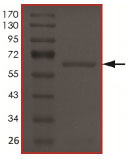 Recombinant human TIE2 (mutated R849W) protein (Active)
