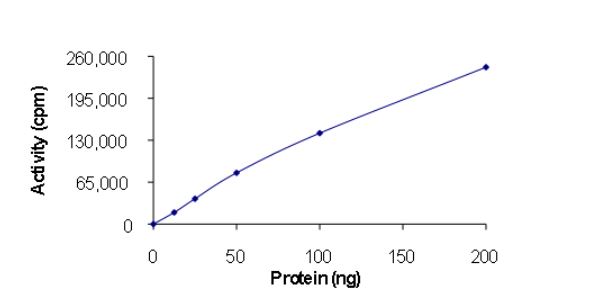 Recombinant human TIE2 (mutated R915C) protein (Active)