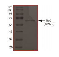 Recombinant human TIE2 (mutated Y897C) protein (Active)