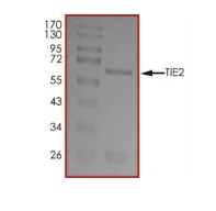 SDS-PAGE - Recombinant human TIE2 protein (Active) (AB269054)