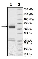 SDS-PAGE - Recombinant human TIE2 protein (GST tag N-Terminus) (AB196080)
