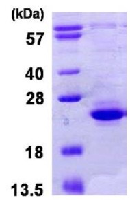SDS-PAGE - Recombinant Human TIFA protein (AB123199)