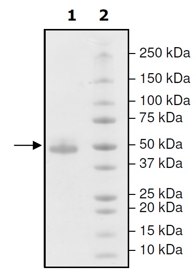 Recombinant human TIGIT protein (Active) (Biotin)