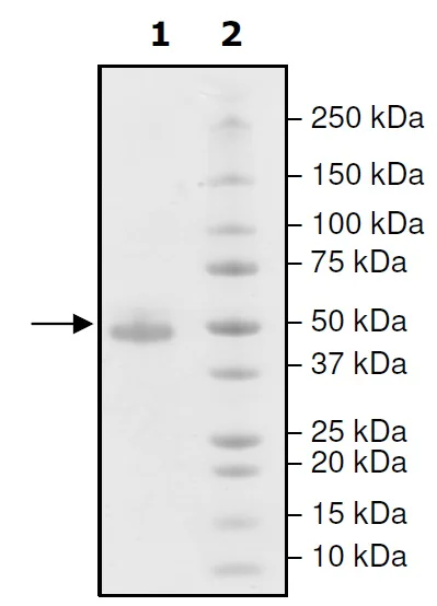 SDS-PAGE - Recombinant human TIGIT protein (Active) (Biotin) (Fc tag C-Terminus + Avi tag C-Terminus) (AB271761)