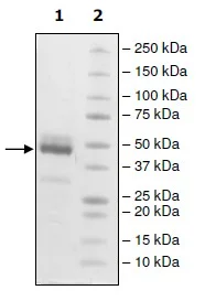 SDS-PAGE - Recombinant Human TIGIT protein (Fc tag C-Terminus) (AB206439)