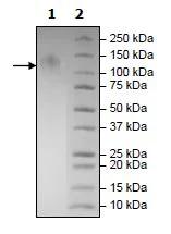 SDS-PAGE - Recombinant Human TIM 1 protein (Avi tag C-Terminus + His tag C-Terminus) (AB271762)