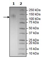 SDS-PAGE - Recombinant Human TIM 1 protein (Tagged) (AB271762), expandable thumbnail
