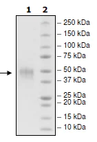 SDS-PAGE - Recombinant Human TIM 3 protein (AB216217)