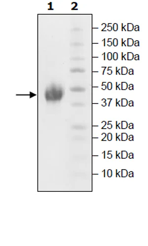SDS-PAGE - Recombinant Human TIM 3 protein (Tagged) (AB271765)
