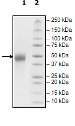 SDS-PAGE - Recombinant Human TIM 3 protein (Biotin) (Avi tag C-Terminus + His tag C-Terminus) (AB271766)
