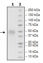 SDS-PAGE - Recombinant Human TIM 3 protein (DDDDK tag C-Terminus) (AB216217)