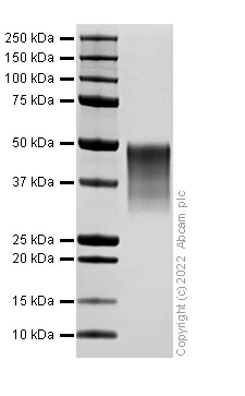 SDS-PAGE - Recombinant Human TIM 3 Protein (His tag) (AB307482)