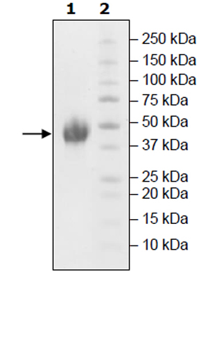 SDS-PAGE - Recombinant Human TIM 3 protein (Tagged) (AB271765), expandable thumbnail