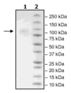 SDS-PAGE - Recombinant Human TIM 4 protein (Avi tag C-Terminus + His tag C-Terminus) (AB271767)