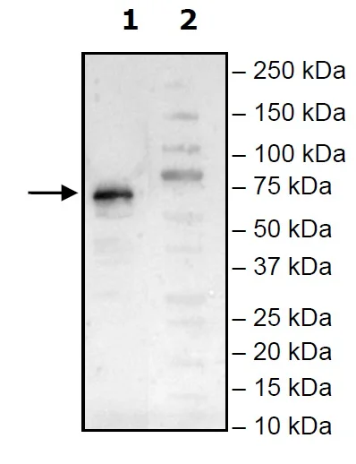 Western blot - Recombinant Human TIM 4 protein (Tagged) (AB271767)