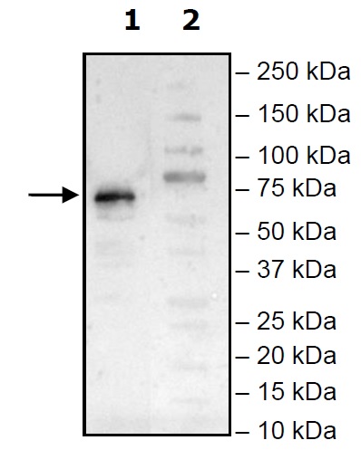 Western blot - Recombinant Human TIM 4 protein (Tagged) (AB271767), expandable thumbnail