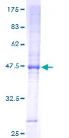 SDS-PAGE - Recombinant Human TIMM23/TIM23 protein (GST tag N-Terminus) (AB153080)
