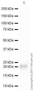 Western blot - Recombinant human TIMP1 protein (AB82104), expandable thumbnail