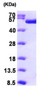 SDS-PAGE - Recombinant Human TIP49A protein (His tag N-Terminus) (AB98076)