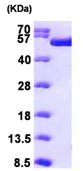 SDS-PAGE - Recombinant Human TIP49A protein (His tag N-Terminus) (AB98076)