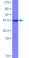 SDS-PAGE - Recombinant Human TIPE2 protein (GST tag N-Terminus) (AB164054)