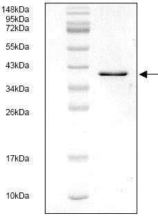SDS-PAGE - Recombinant Human Tissue Factor protein (AB119148)