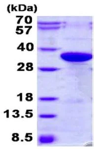 SDS-PAGE - Recombinant Human Tissue Factor protein (His tag C-Terminus) (AB131698)