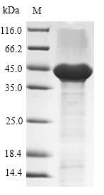 SDS-PAGE - Recombinant Human Tissue Factor protein (Tagged) (AB235683)